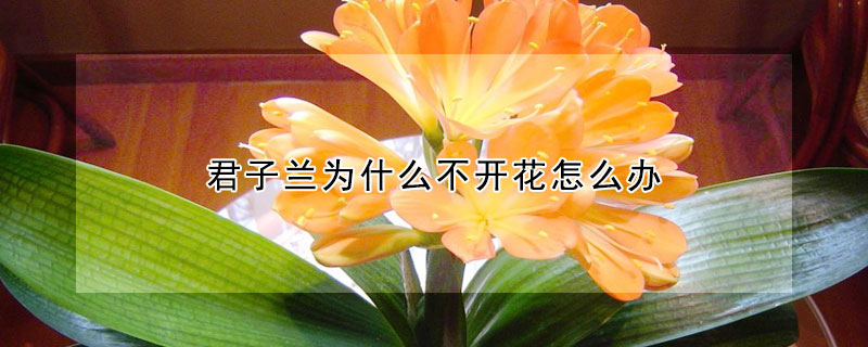 君子蘭為什麼不開花怎麼辦