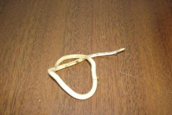蛔蟲是什麼動物