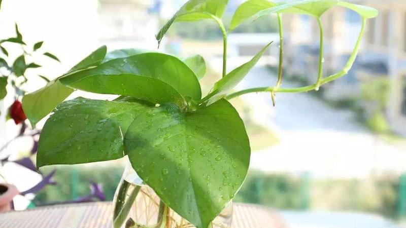綠蘿怎麼養長得快