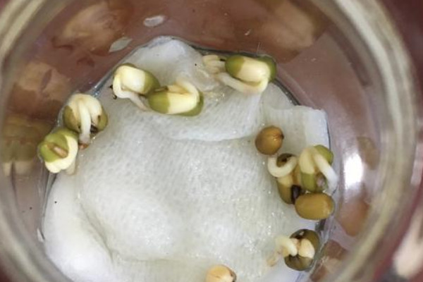 胚根發育成什麼
