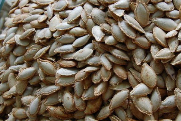 胚根發育成什麼