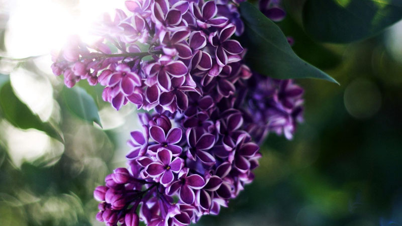 丁香花什麼顏色