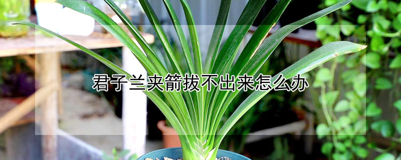 君子蘭夾箭拔不出來怎麼辦