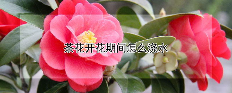 茶花開花期間怎麼澆水