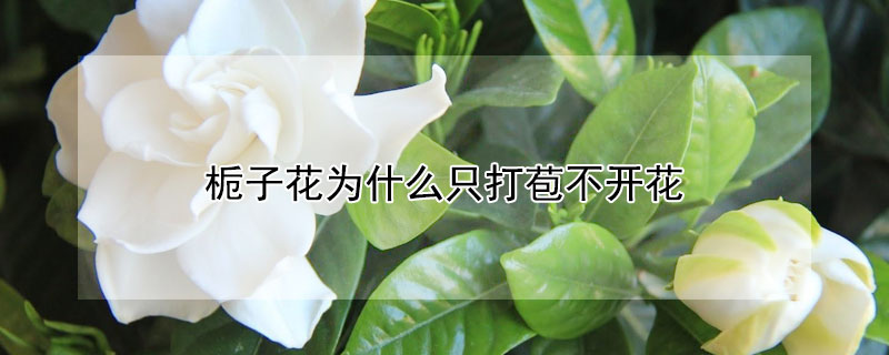 梔子花為什麼隻打苞不開花