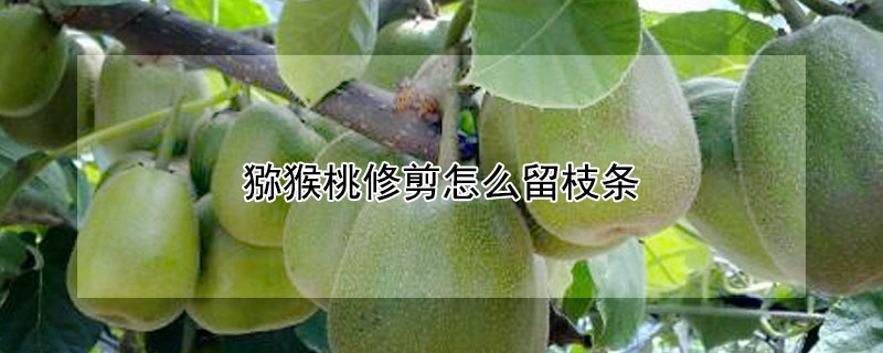 獼猴桃修剪怎麼留枝條
