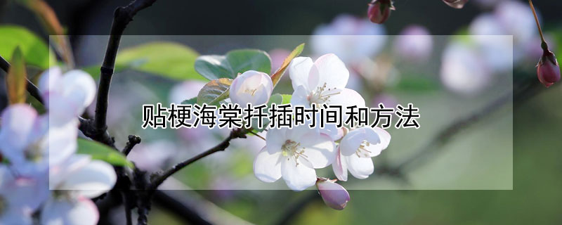 貼梗海棠扡插時間和方法
