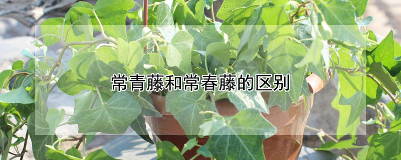 常青藤和常春藤的區別