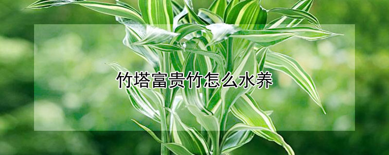 竹塔富貴竹怎麼水養