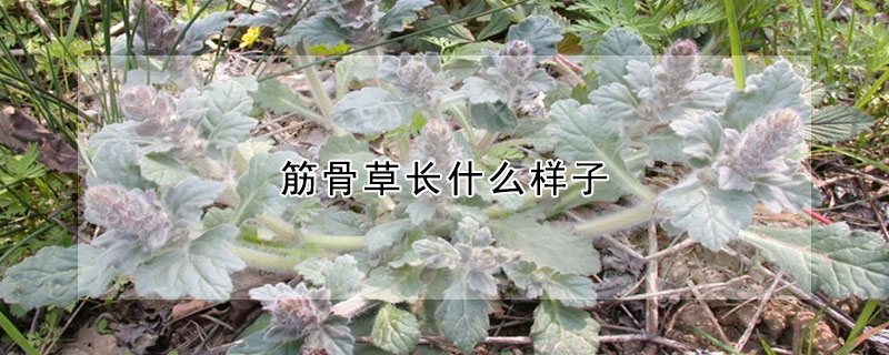 筋骨草長什麼樣子