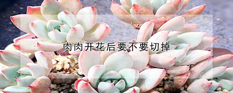 肉肉開花後要不要切掉