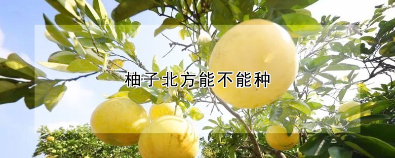 柚子北方能不能種