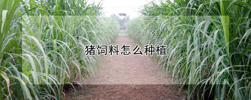 豬飼料怎麼種植