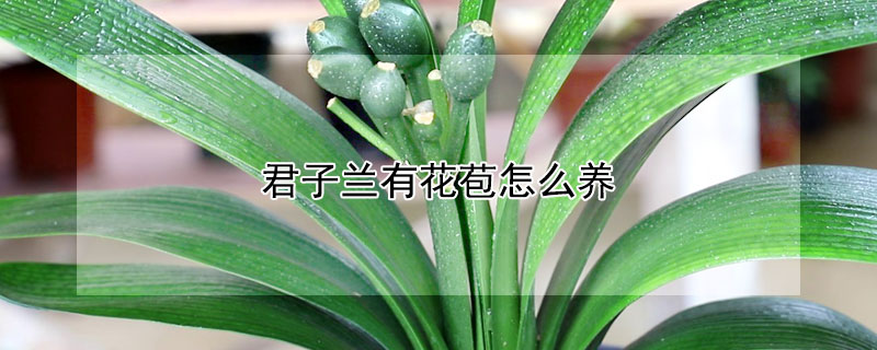 君子蘭有花苞怎麼養