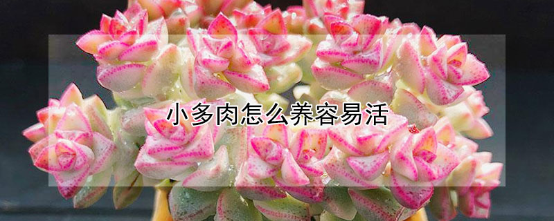 小多肉怎麼養容易活