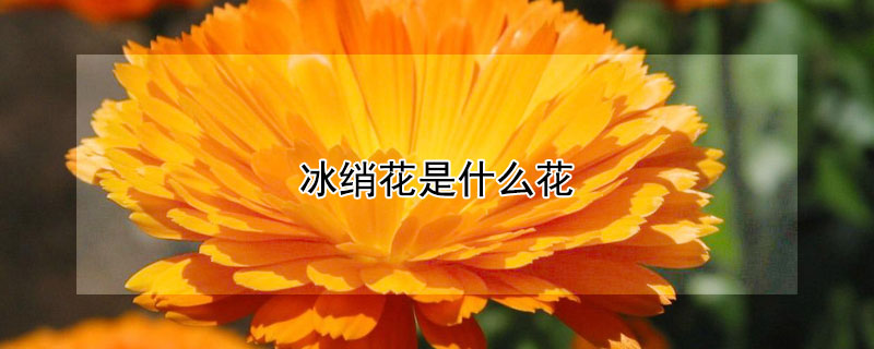 冰綃花是什麼花
