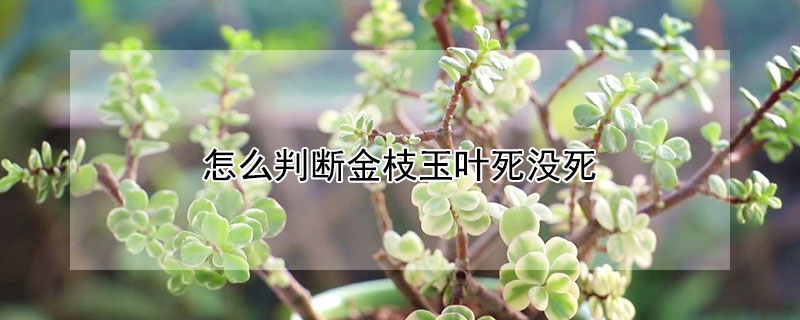 怎麼判斷金枝玉葉死沒死