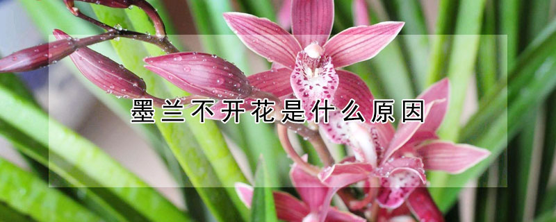墨蘭不開花是什麼原因