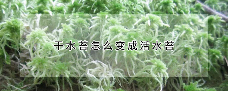 幹水苔怎麼變成活水苔