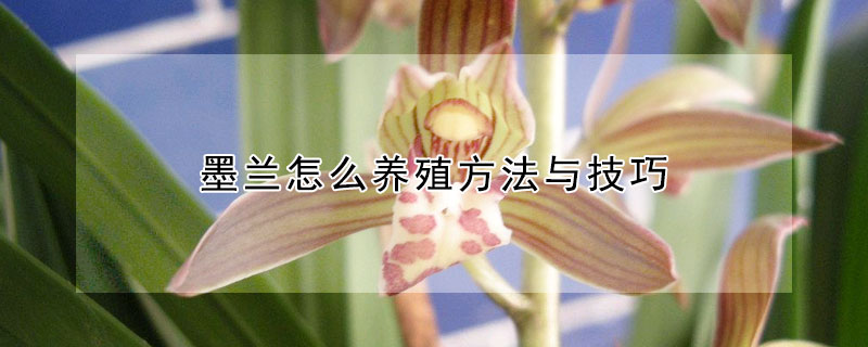 墨蘭怎麼養殖方法與技巧