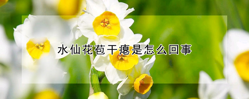 水仙花苞幹癟是怎麼回事