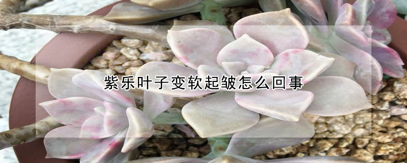 紫樂葉子變軟起皺怎麼回事