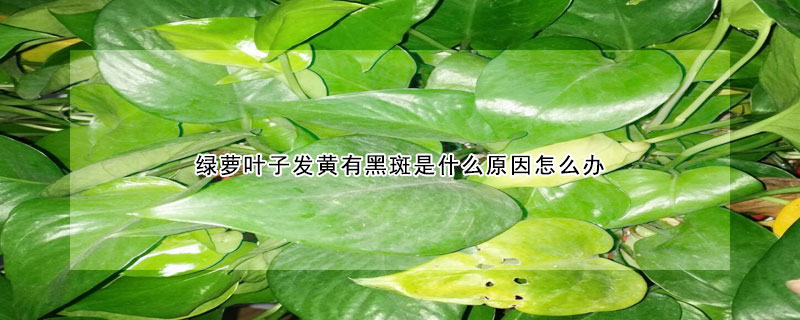 綠蘿葉子發黃有黑斑是什麼原因怎麼辦