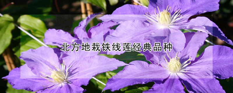 北方地栽鐵線蓮經典品種
