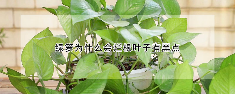 綠籮為什麼會爛根葉子有黑點