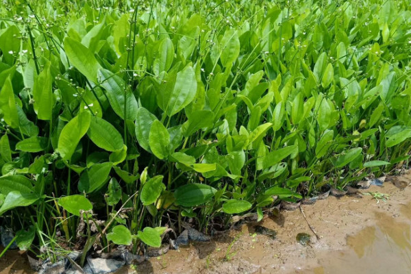 澤瀉是什麼植物