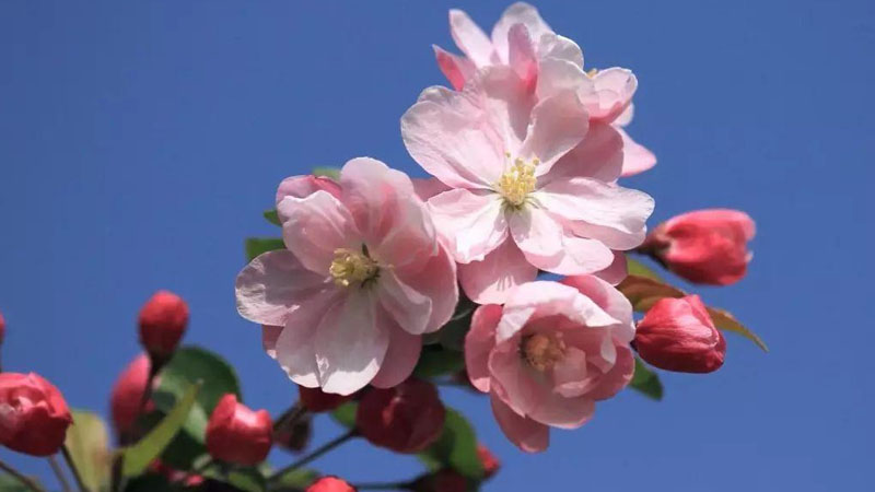 海棠花代表什麼意思