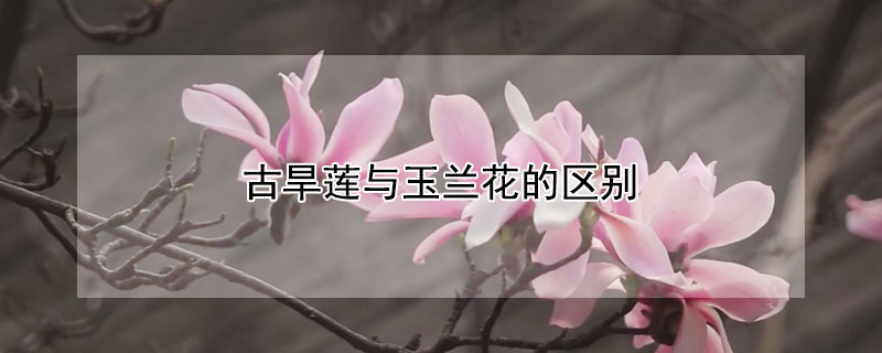 古旱蓮與玉蘭花的區別