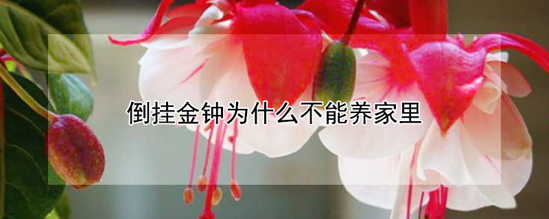 倒掛金鍾為什麼不能養家裏
