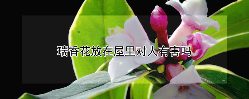 瑞香花放在屋裏對人有害嗎