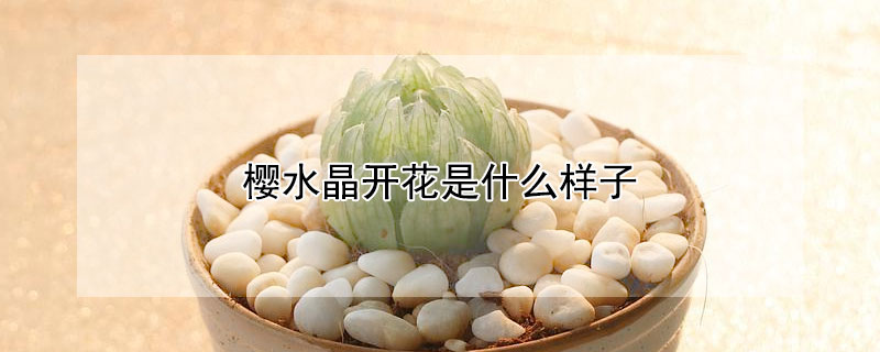 櫻水晶開花是什麼樣子