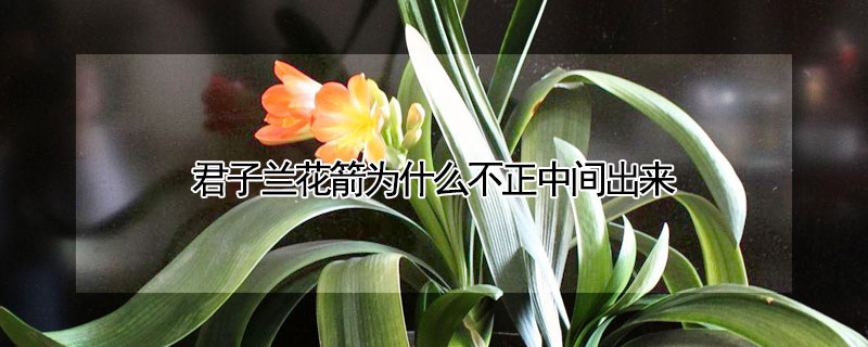 君子蘭花箭為什麼不正中間出來