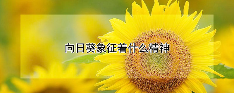 向日葵象征著什麼精神
