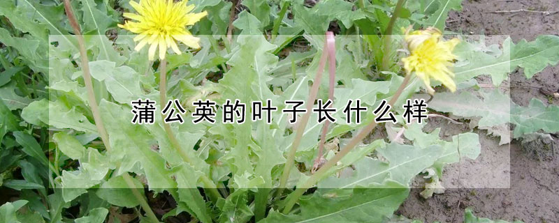 蒲公英的葉子長什麼樣