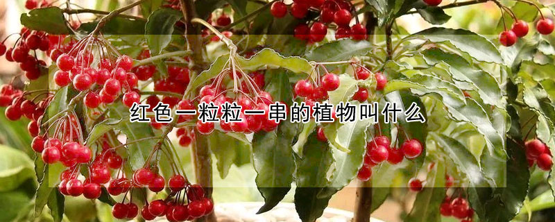 紅色一粒粒一串的植物叫什麼