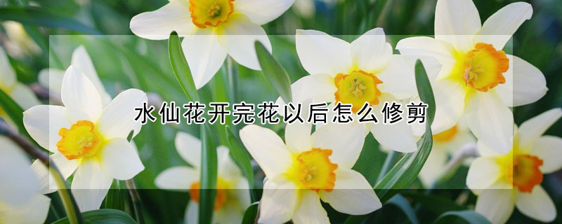 水仙花開完花以後怎麼修剪