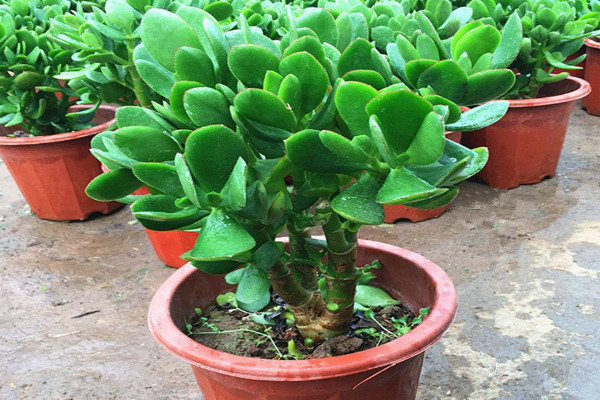 玉樹是什麼
