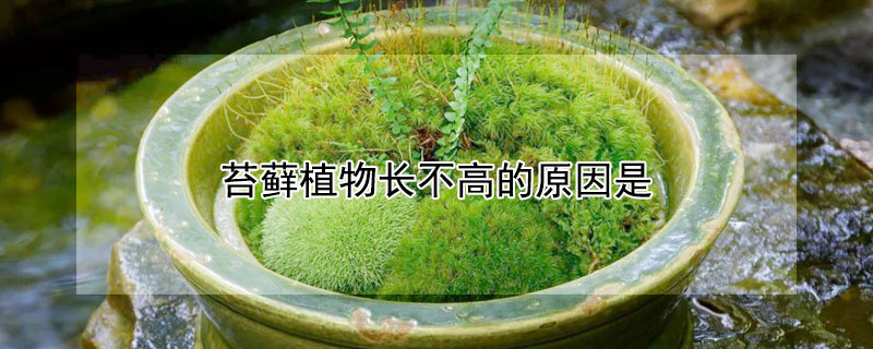 苔蘚植物長不高的原因是