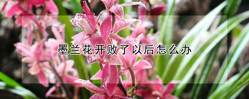墨蘭花開敗了以後怎麼辦