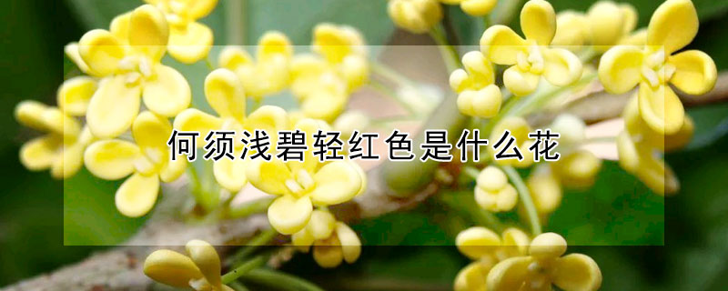 何須淺碧輕紅色是什麼花