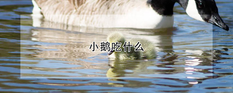 小鵝吃什麼