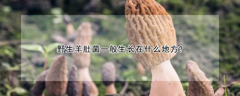 野生羊肚菌一般生長在什麼地方?