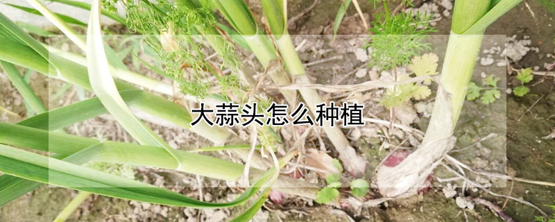大蒜頭怎麼種植