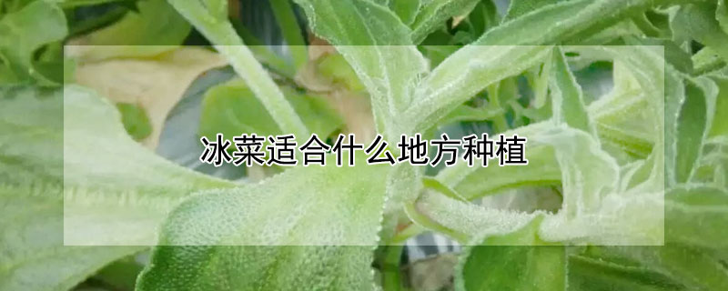 冰菜適合什麼地方種植