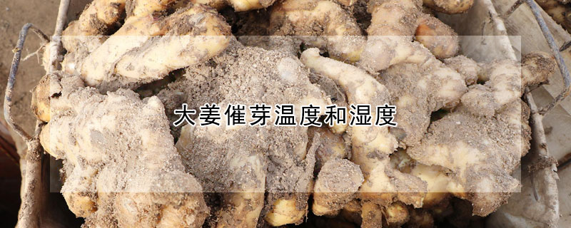 大薑催芽溫度和濕度