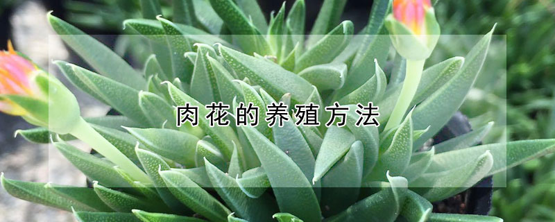 肉花的養殖方法